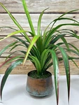 20" Artificial Green-red Yucca Sword Fern Faux Silk Plant In Copper Pot, Hand New. Price: $90.48.